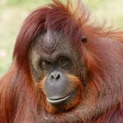 Foto: Great Ape Trust